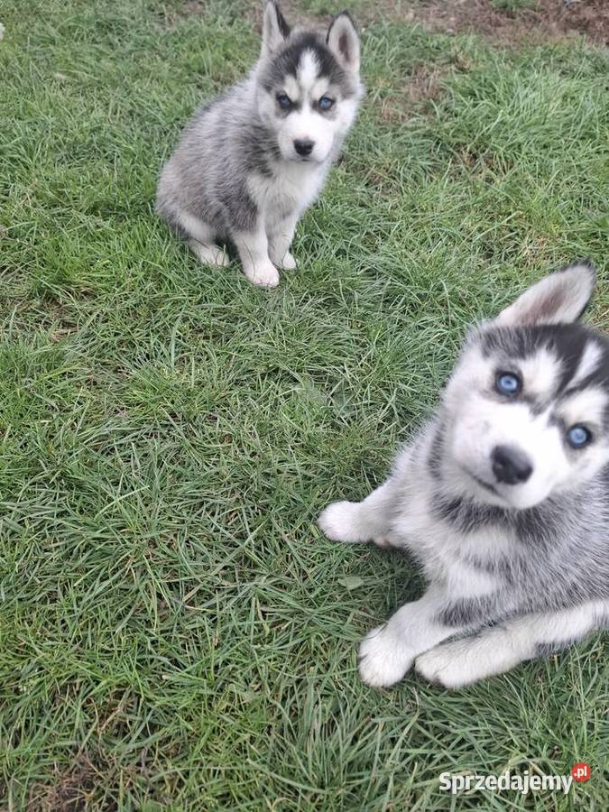 Szczenięta Husky Husky świętokrzyskie Jędrzejów