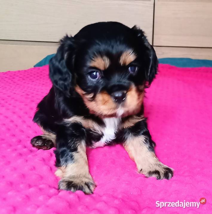 Piękny piesek Cavalier z rodowodem i wyprawką Łódź