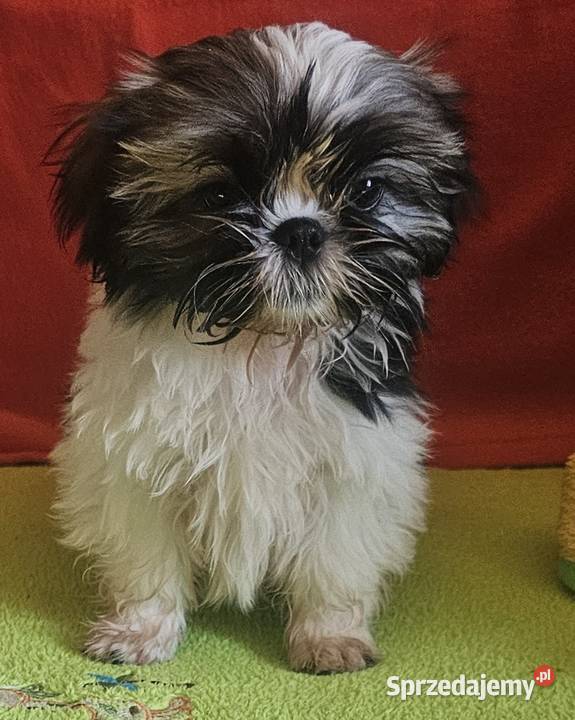 Shih Tzu dziewczynki Częstochowa