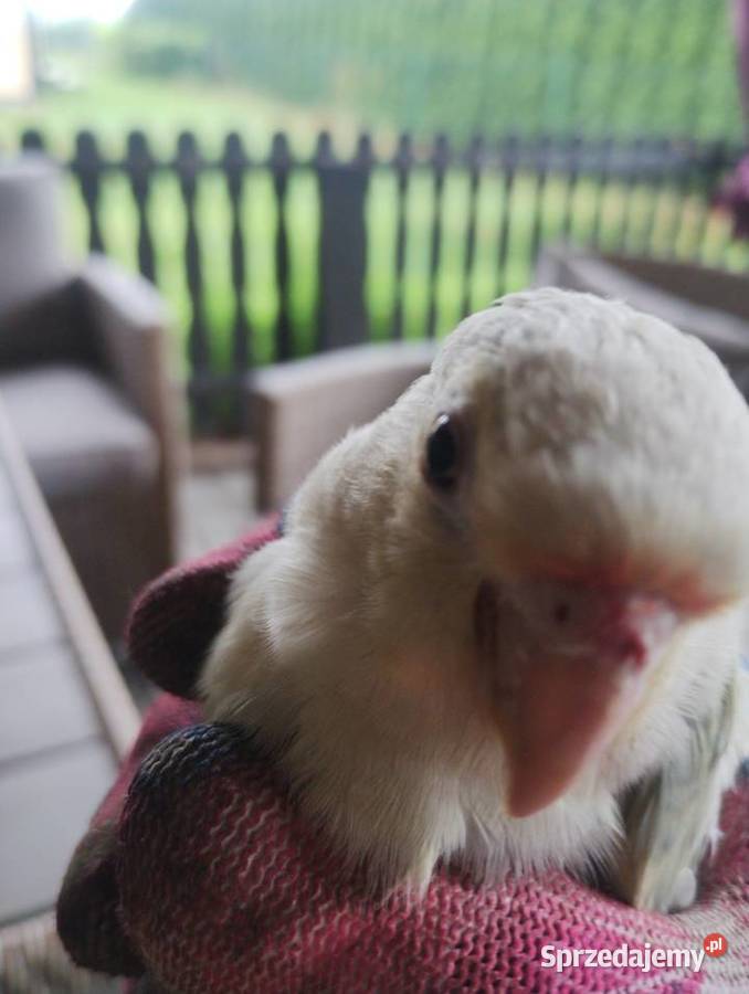 Sprzedam parę lęgowa rudosterek