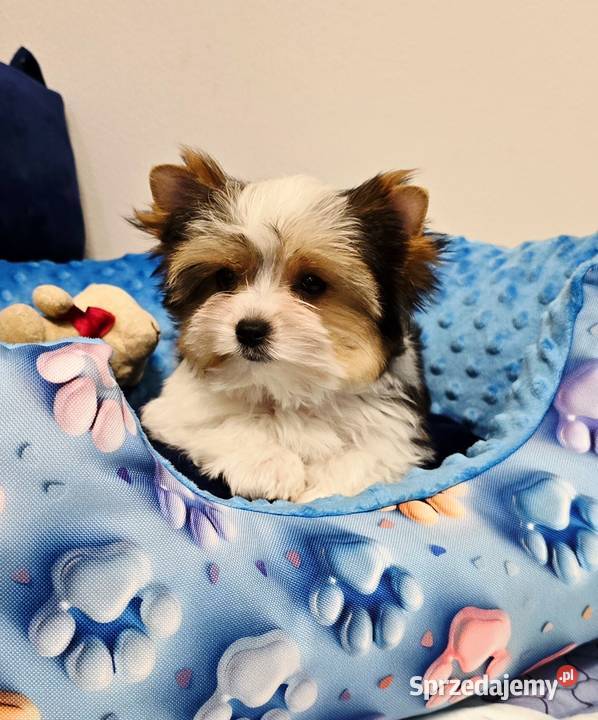 Biewer York piesek laleczka malutki Yorki do York