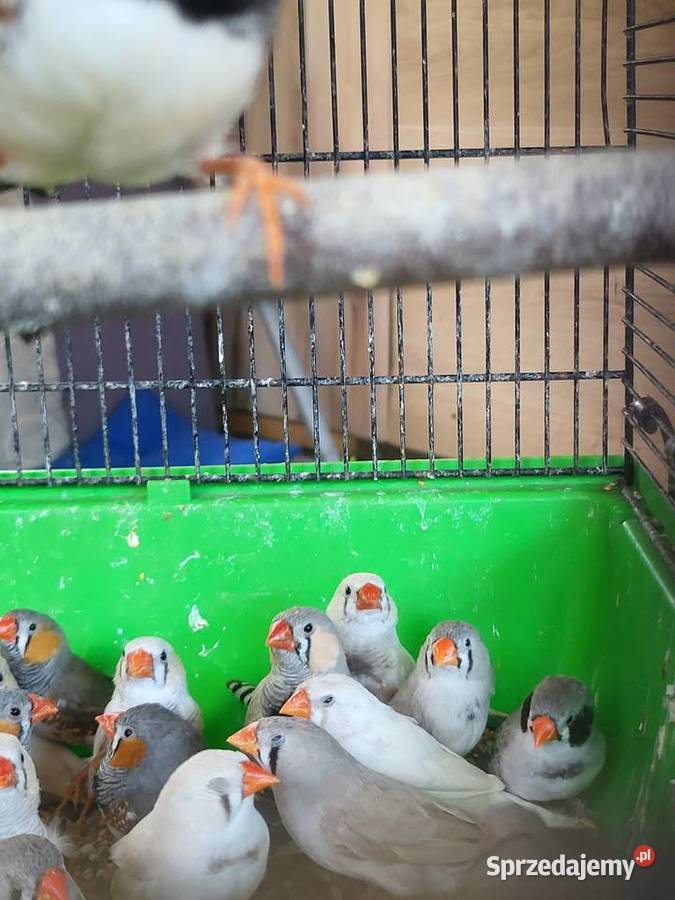 Zeberki australijskie Wrocław sprzedam
