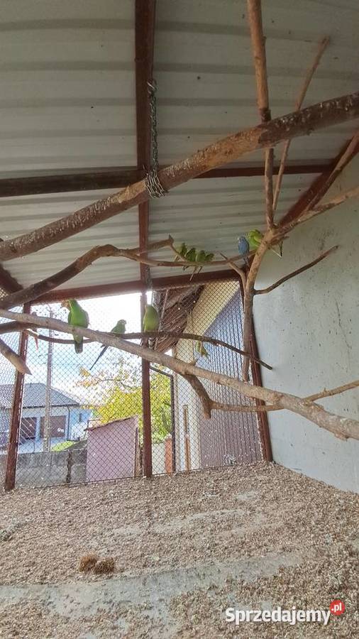 Sprzedam papugi barabandy aleksandrety zeberki świętokrzyskie Pińczów