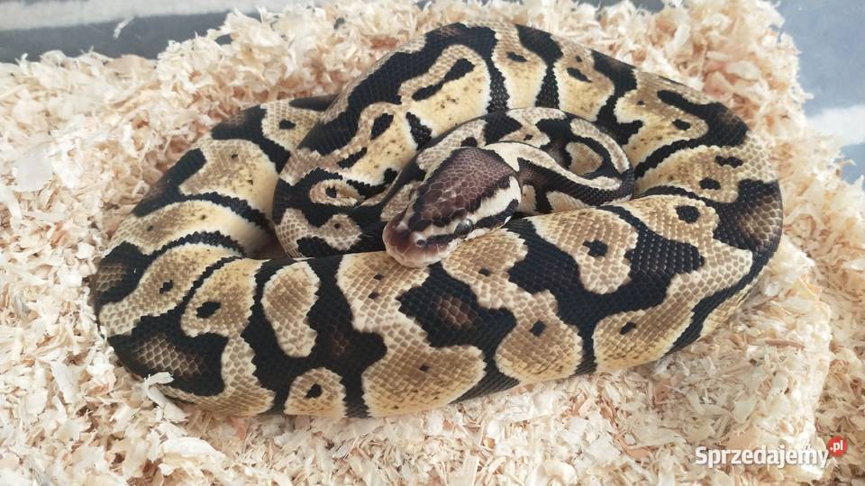 Pyton regius Wąż królewski Samce samice Lublin