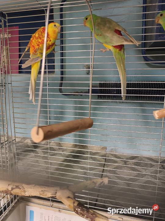 Świergotki seledynowe Poznań