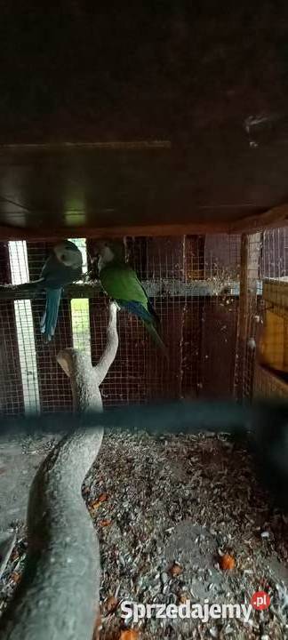 Mnichy nizine Ptaki śląskie Rybnik sprzedam