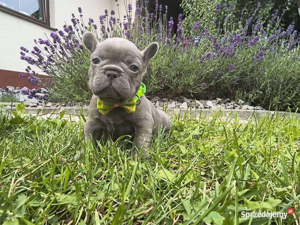Buldog francuski