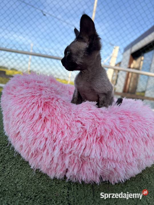 Devon Rex kocur FPL Poznań