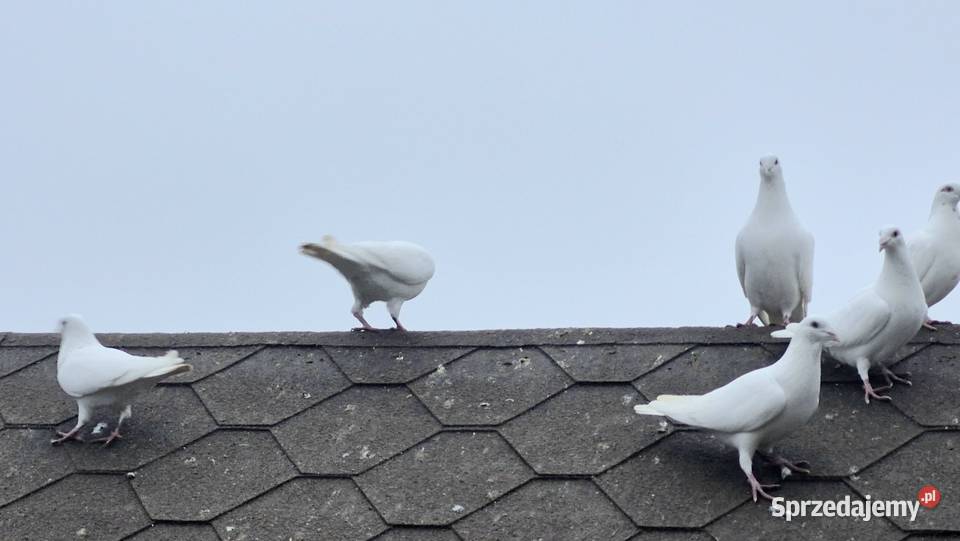 Gołębie białe pocztowe Węgra