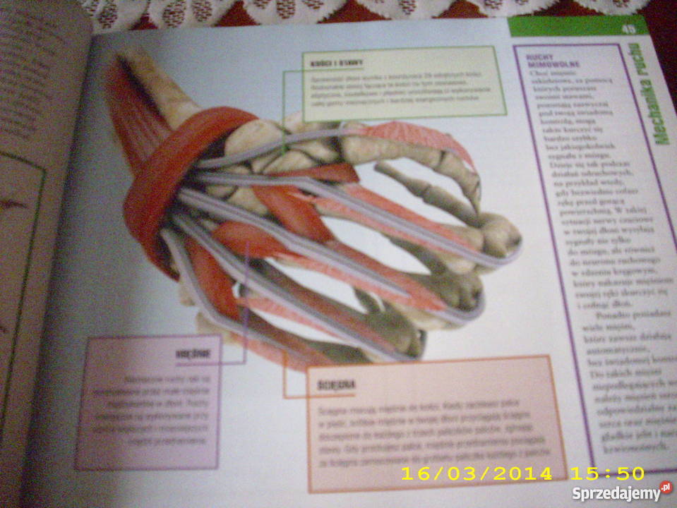 Zdrowe kości mięśnie stawy Goleniów