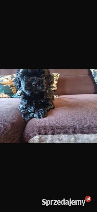 Shih tzu suczka czarna wielkopolskie Dopiewo