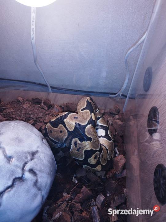Sprzedam 10 pytona królewski Gady i płazy Myszków