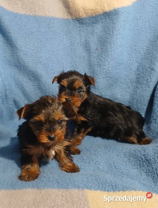 yorkshire terrier suczka samiec mini czarno Rzeszów sprzedam