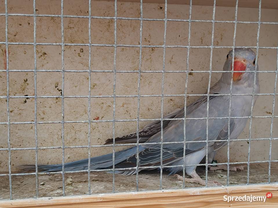 Papugi aleksandretty rudosterki zielonolice
