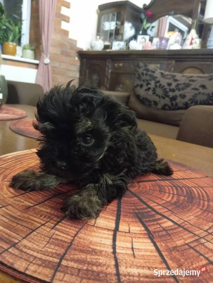 Sprzedam Sunię rasy Rosyjska Bolonka Kolorowa Środa Wielkopolska sprzedam