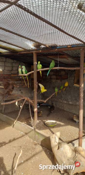 Sprzedam Aleksandrety 2025 Pińczów