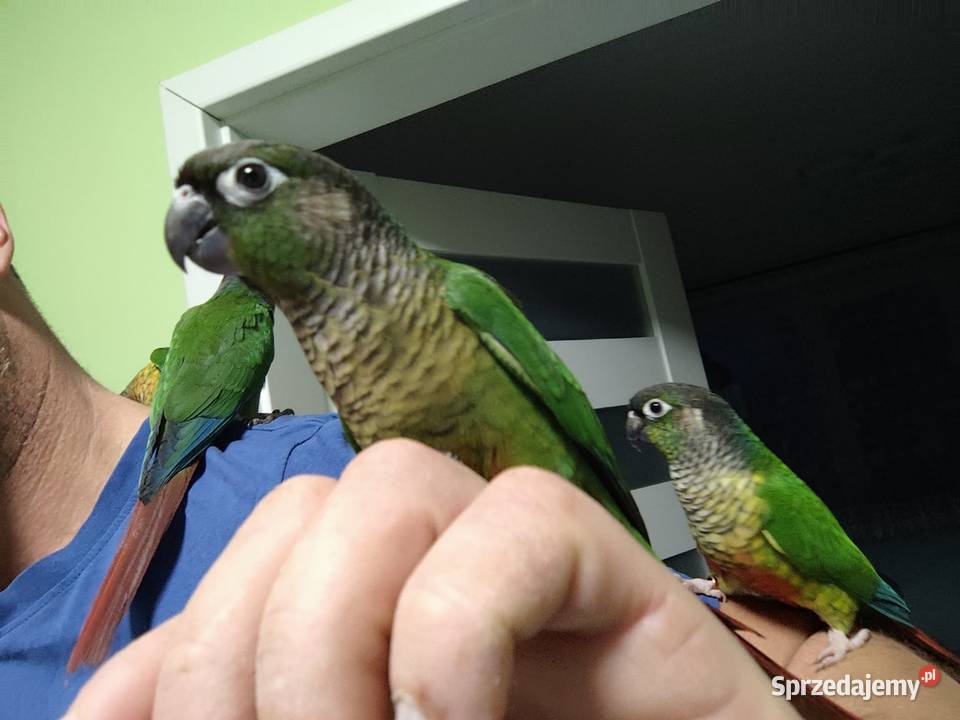 Rudosterka zielonolica Kisielów