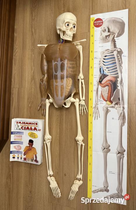 Kostek szkielet z narządami firmy Deagostini śląskie Lubliniec