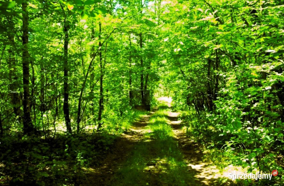 7810m2działka bud 4965m22845m2LAS Kania Góra