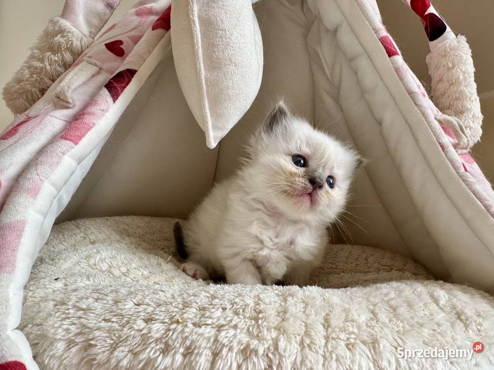 Kociątko rasy ragdoll Warszawa