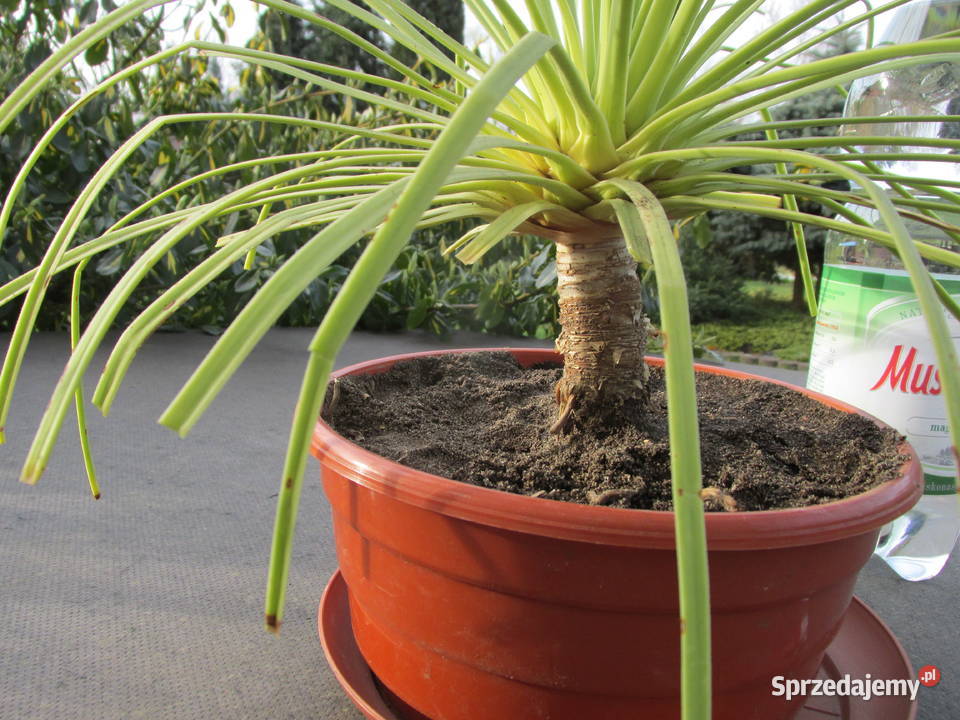 Kilkunastoletnia agawa na pieńku agave stricta Kraków sprzedam