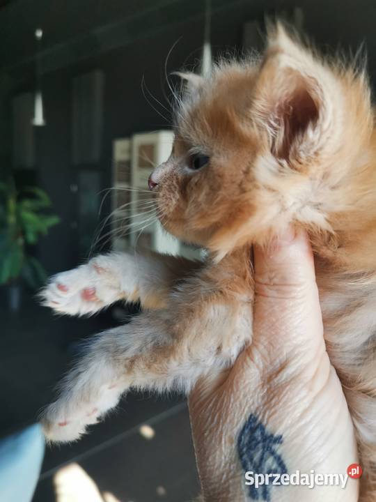 Kremowy kocurek Maine Coon FIFe FPL Rybnik sprzedam