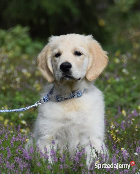 Golden Retriever Zkwp fci mazowieckie Łochów