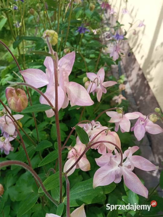 Orliki sadzonki kwiaty ogrodowe byliny małopolskie Nowy Sącz