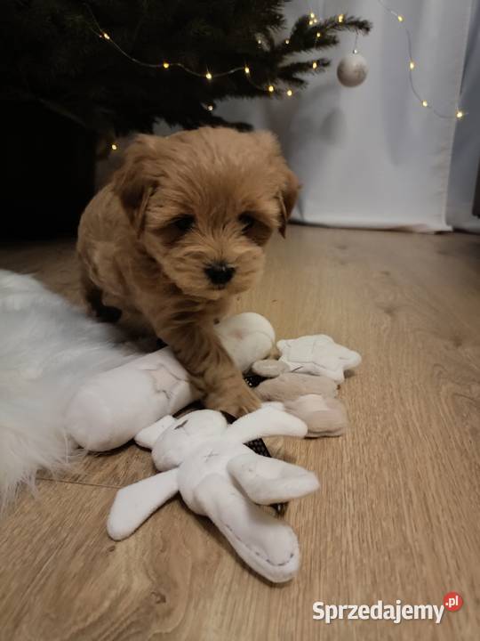 Maltipoo szczeniakisuczki lubelskie Baranów