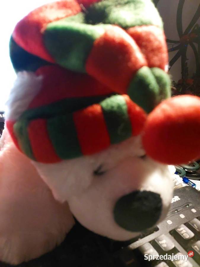 Miś biały w czapce i szaliku dolnośląskie Wrocław