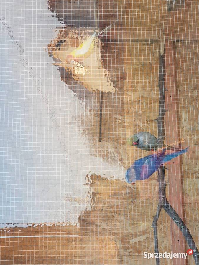 Aleksandretty obrożne para lęgowa Wodzisław Śląski