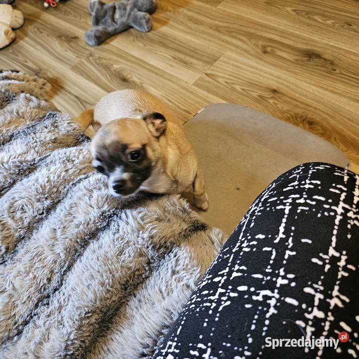 Chihuahua Exclusiv Piękny Mądry Jedyny taki Zwierzęta Kołobrzeg