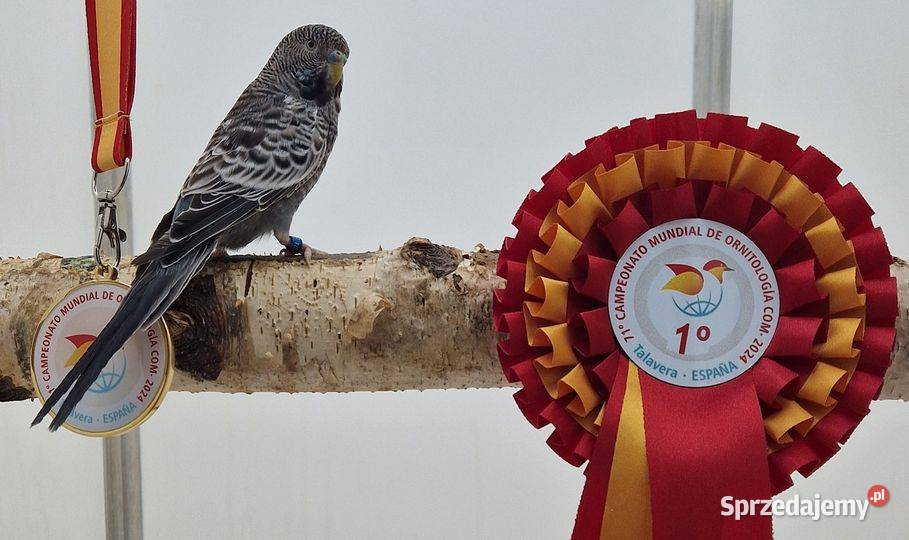 papużka falista blackface łatwo się oswaja może sprzedam