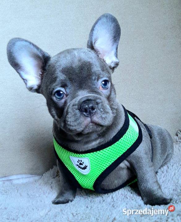 Buldog francuski sunia mega blue Pabianice
