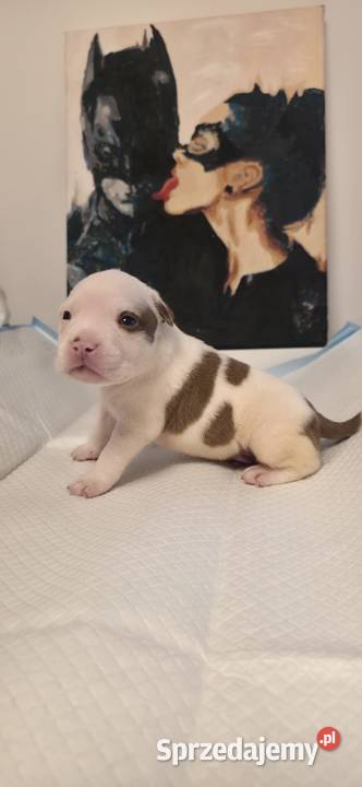 Śliczne szczenięta American Bully Pocket zdrowe Gdańsk
