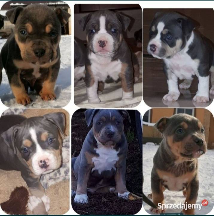 Amstaff piękne szczeniaki rodzice przebadane Dęblin