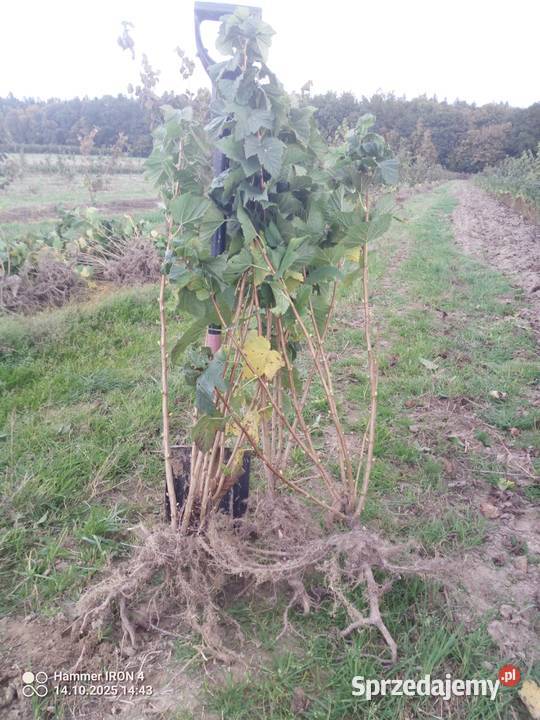 Sprzedam porzeczek czarno odmiana polben sprzedam