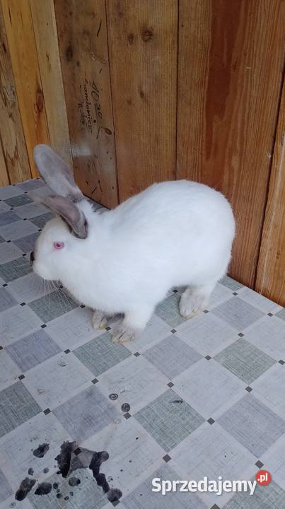 Samica Kalifornia zakocona wykot 27112025 świętokrzyskie Czarzyzna