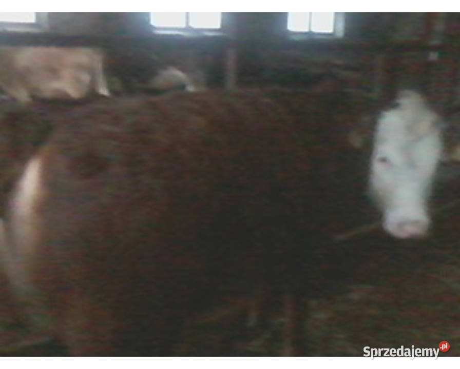 Sprzedam Odsadki Mięsne Byczek i 2 Jałówki świętokrzyskie Czaryż