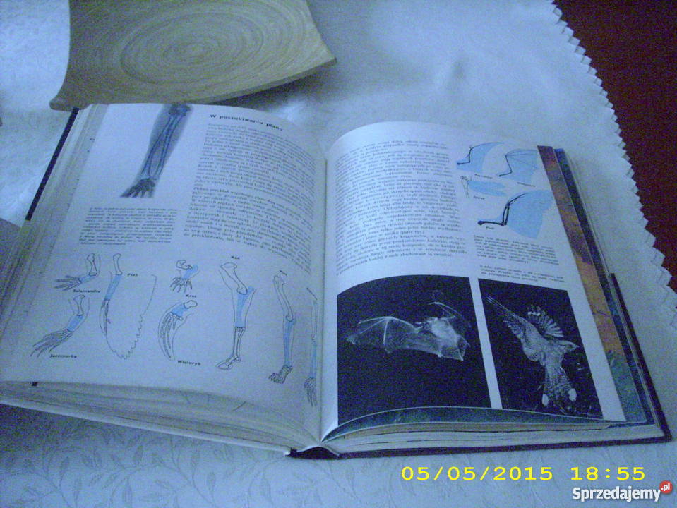 Ziemia rośliny zwierzęta Larousse Goleniów