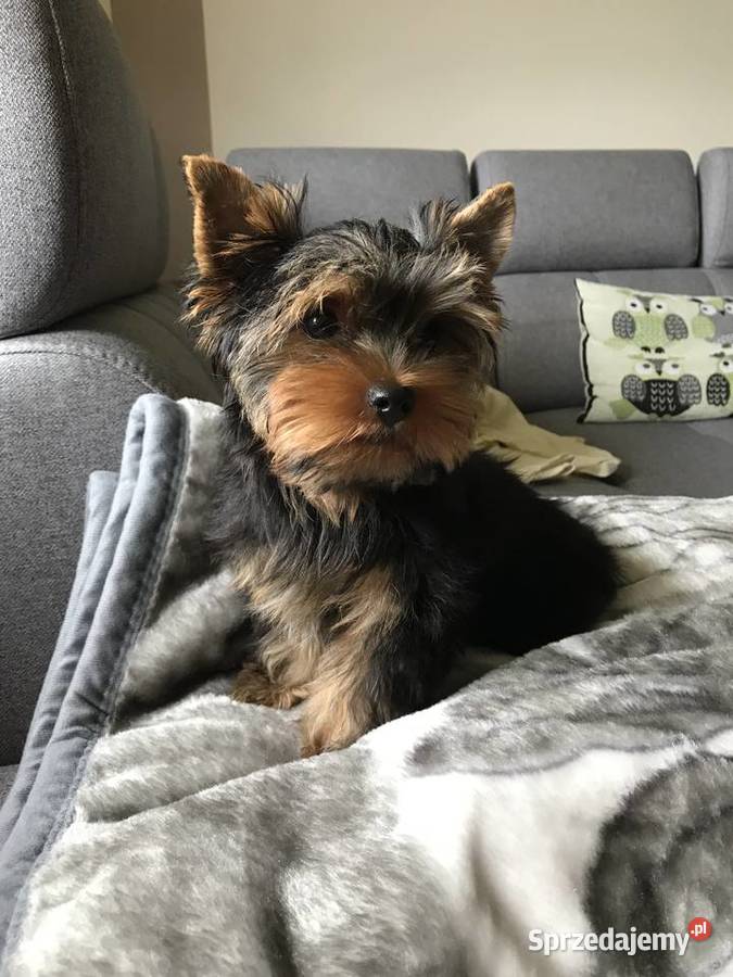 Śliczny mały York Cieszyn sprzedam
