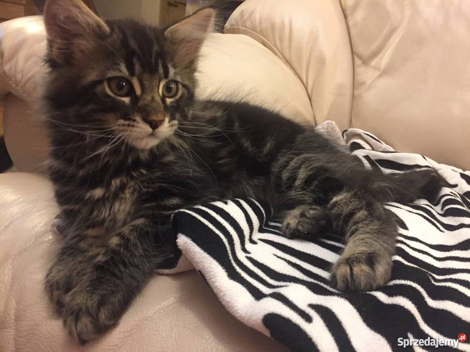 Maine Coon Urocze Kociaki Koszalin