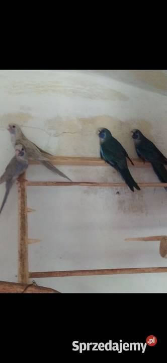 Papugi rozella królewska i świergoty orange szek Kolbuszowa sprzedam