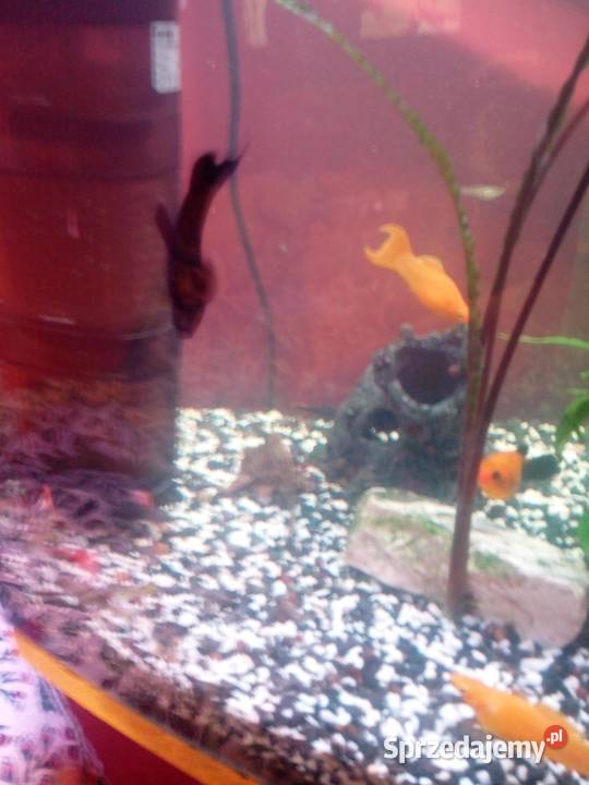 Sprzedam akwarium z rybkami wyposażeniem Prochowice