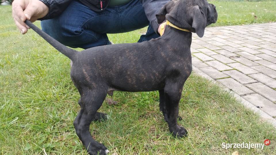 Piękne Szczeniaki Cane Corso Italiano Cane Corso Wiskitki