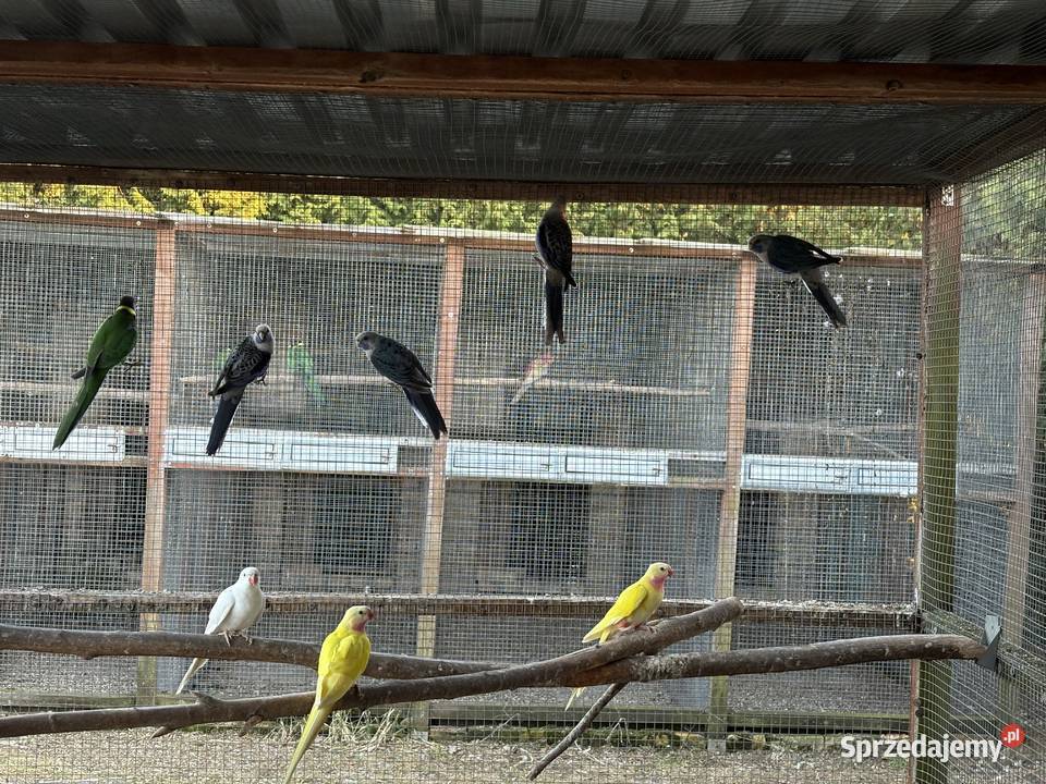 Sprzedam papugi Gorzów Wielkopolski