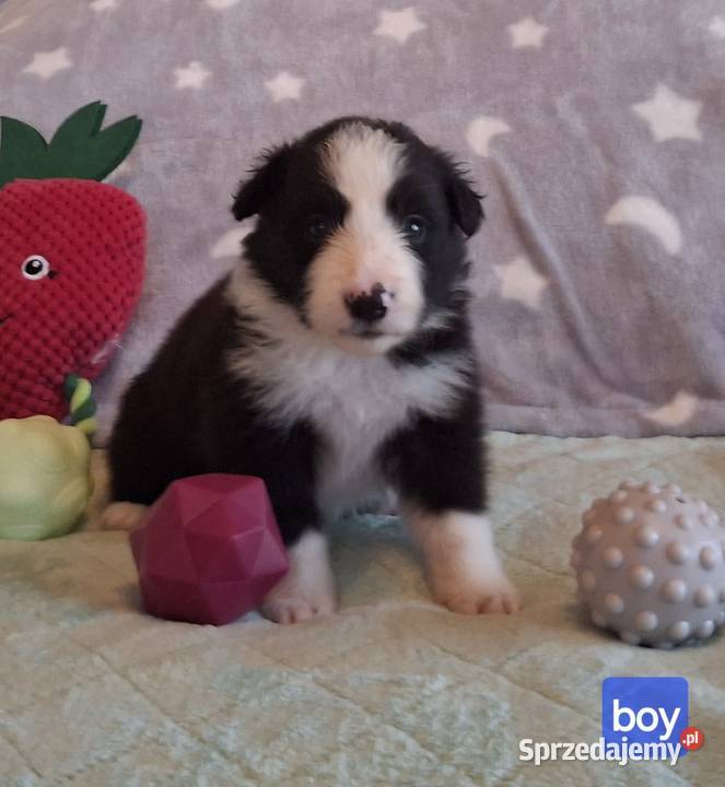 Border collie ŚLICZNE szczeniaczki z metryką Jaworzno
