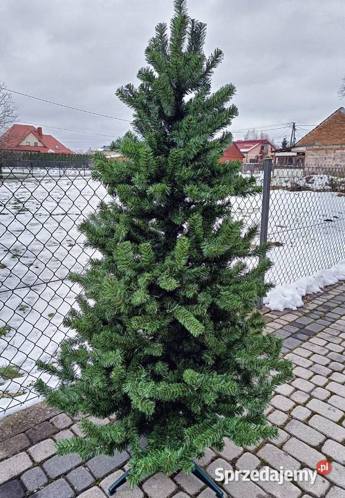 CHOINKA 180 żywa Gęsta zielona świąteczna