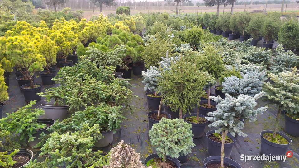 Rośliny ozdobne szczepione na pniu sosna wierzba Jelitów