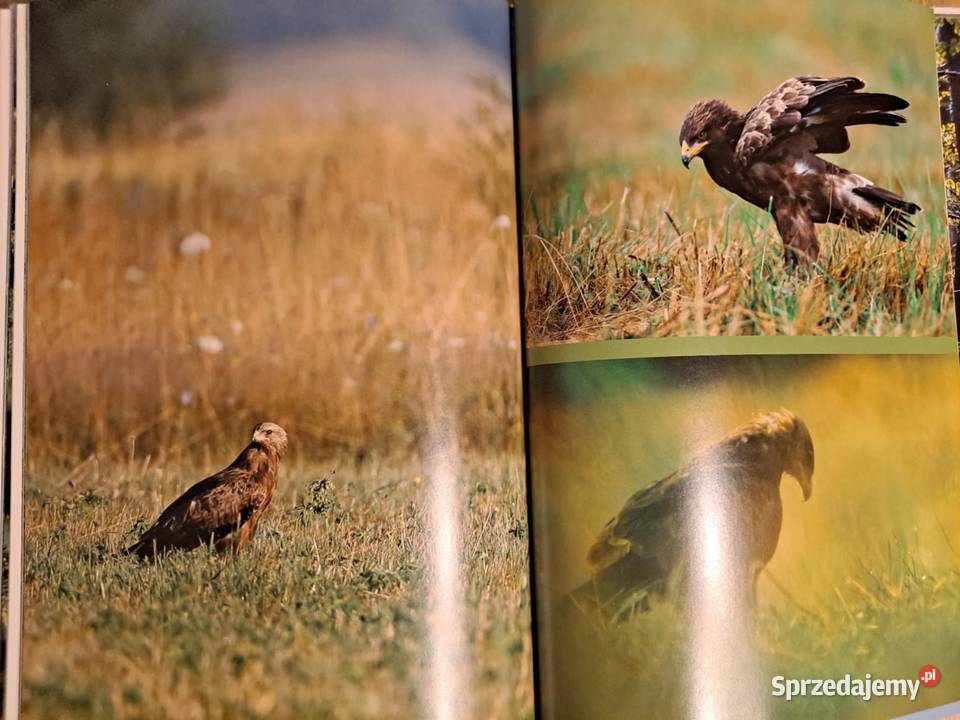Orlik krzykliwy w krajobrazie Karpat 2016 Rok wydania 2016